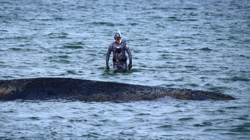 A whale stranded in a Baltic Sea resort has swam out from the sandbank. But it's not safe yet