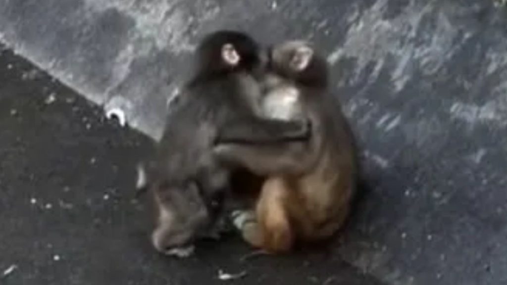 Abandoned baby monkey Punch finds a girlfriend, viral macaque seen cozying up to his partner Momo-chan