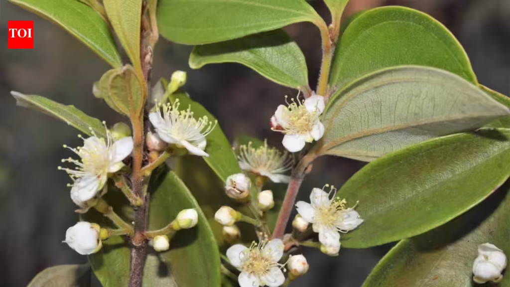 Australia's 'zombie tree' is dying from a deadly fungal disease and scientists are racing to save it