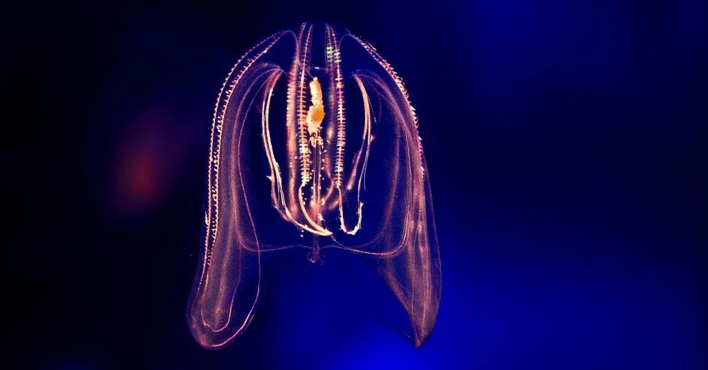 Comb jelly is more complex than first thought