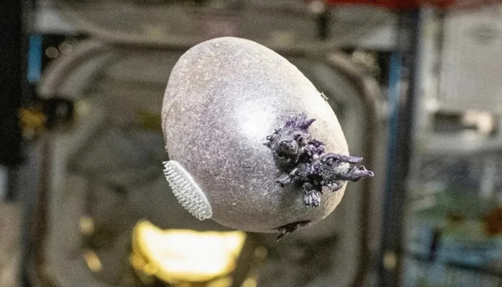 Don Petit What's the truth behind the ISS space potato photo that shocked the Internet?