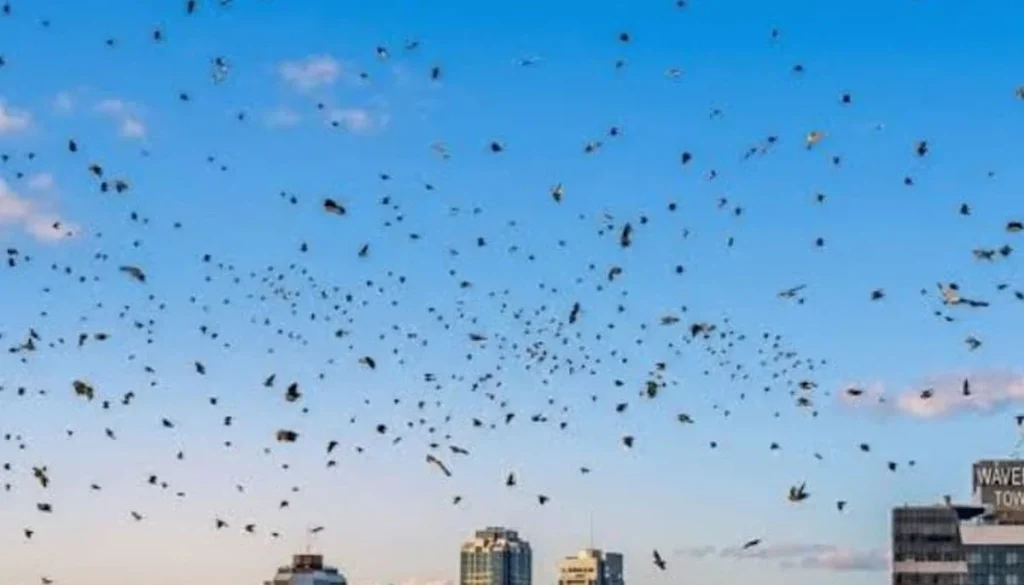 Flock of crows over Israel sparks conspiracy theories