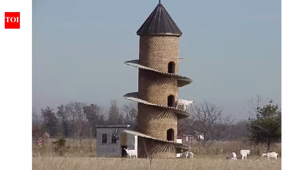 Goat Tower: Why Illinois farmers built this 31-foot tower just for goats world News