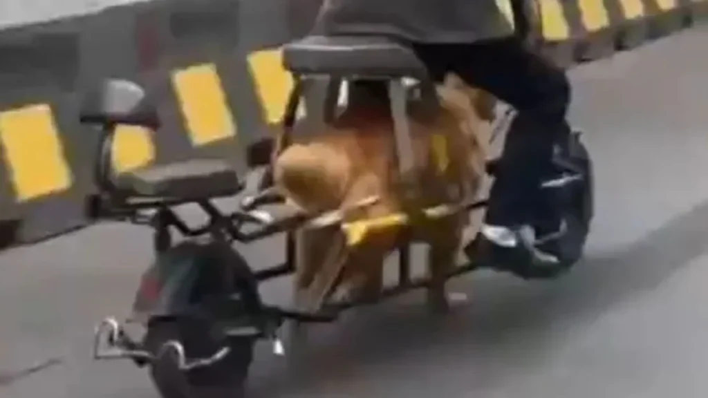 Horrific moment cruel man rides dog-powered bike after replacing engine with locked golden retriever