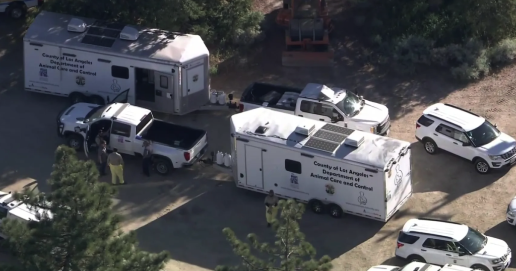 Hundreds of dogs and cats rescued in LA County's largest animal enforcement operation ever