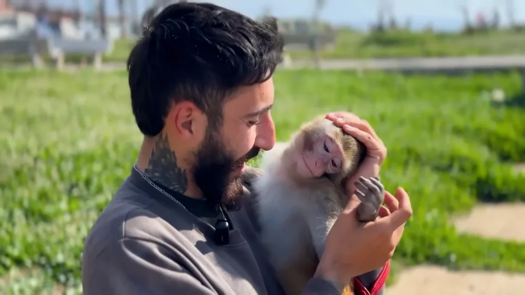 Lebanese resident stays with pet monkey despite evacuation orders News feed