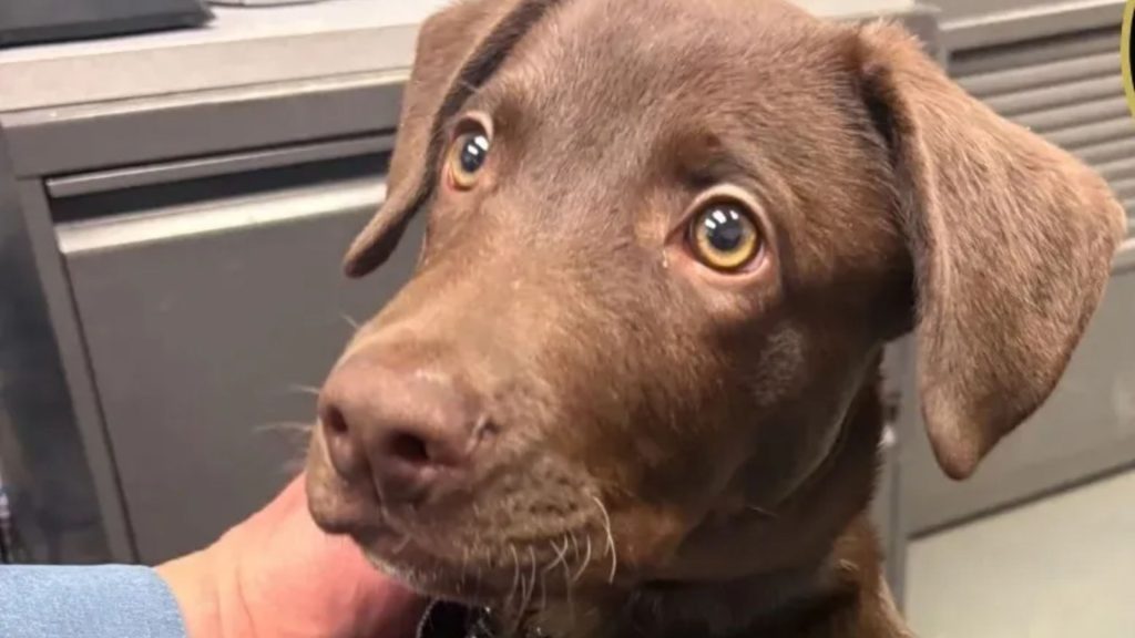 Loyal Labrador puppy found running around the airport looking for his owner who cruelly left him to board his flight