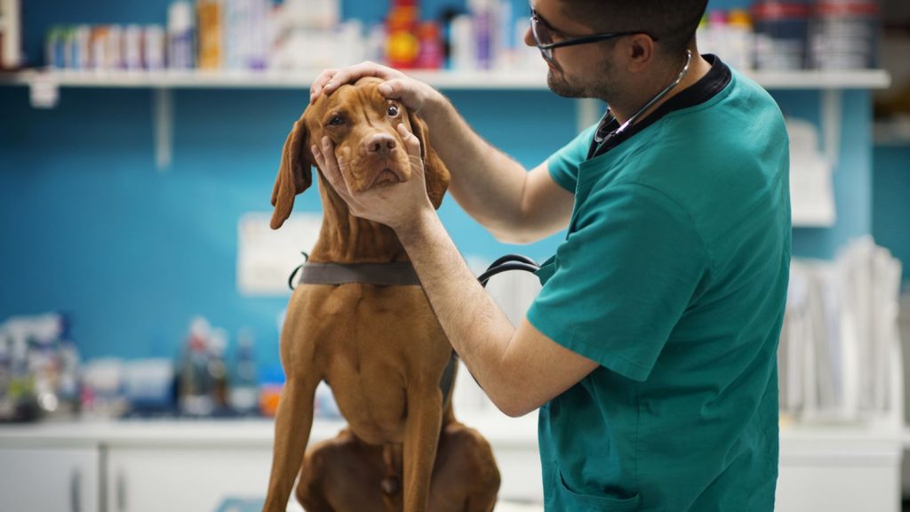 Pet owners will not have to pay more than £21 for prescriptions after major investigation. money news