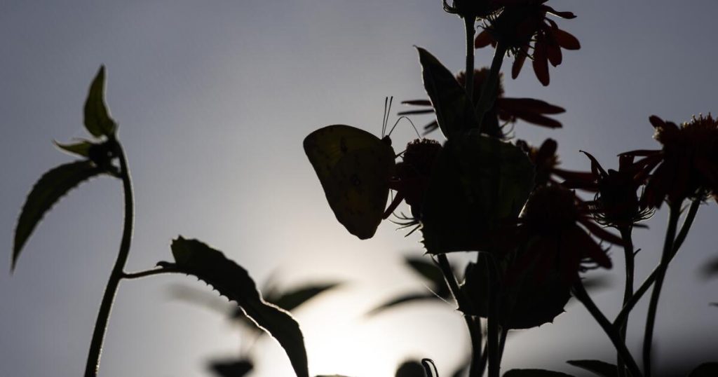 Photos: Wide-eyed tourists flock to the Butterfly Pavilion