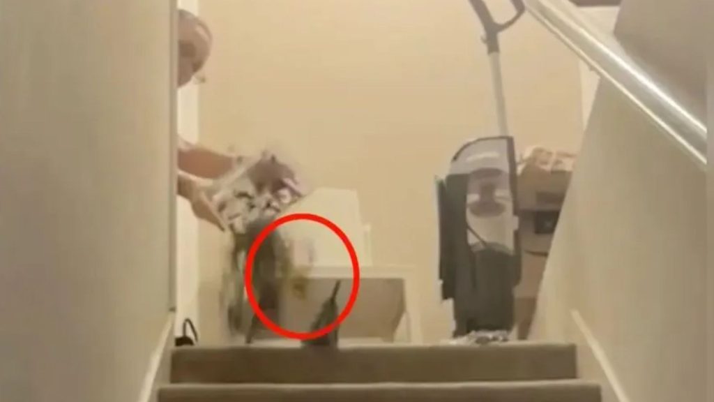 Shocking moment politician throws live tarantula into Airbnb in Home Alone-inspired stunt to make tenant flee