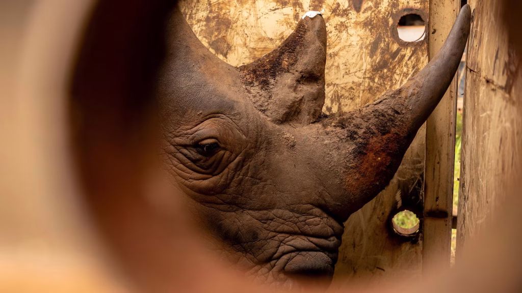 Uganda has reintroduced rhinos to a protected area where they have been extinct since 1983.