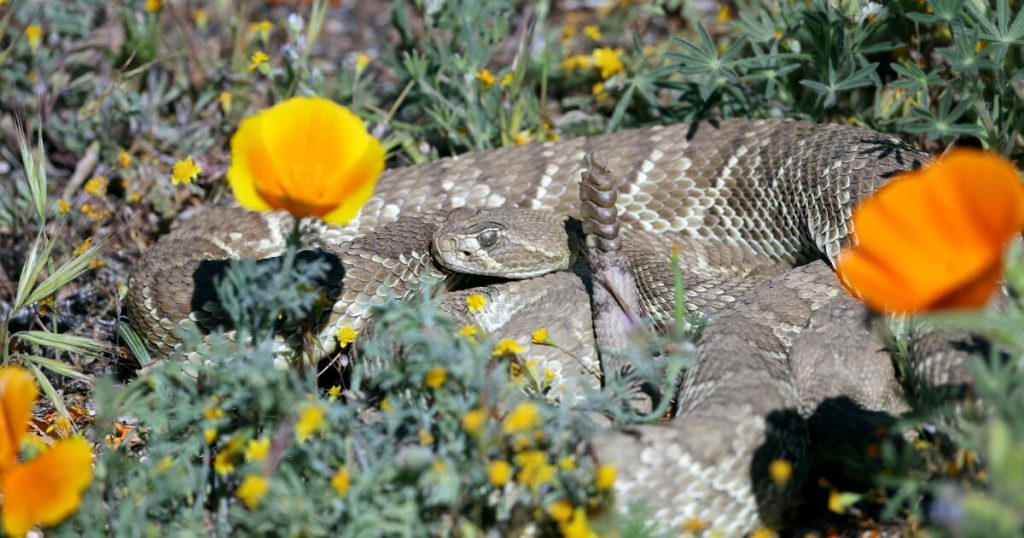 Video: The Mojave 'Green' Rattlesnake is a poppy field wonder