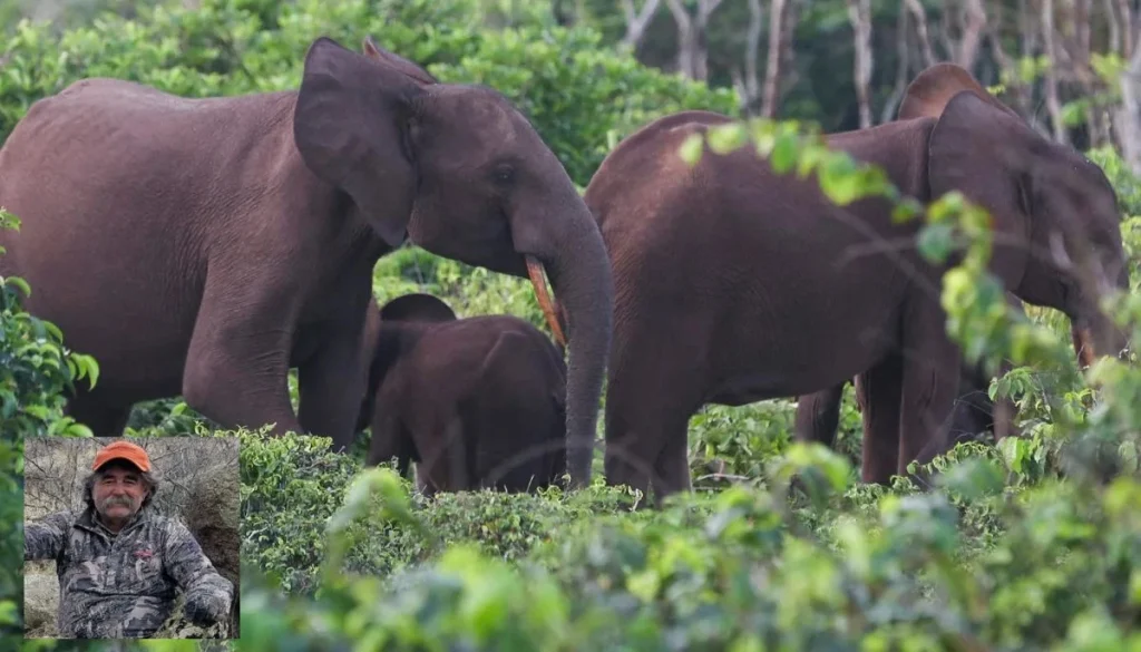 America's millionaire big-game hunter crushed to death by elephants