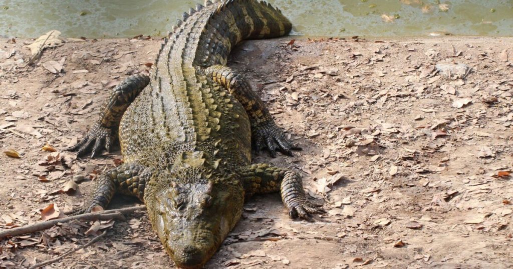 20-year-old man killed by 'big crocodile' at popular tourist spot world | news