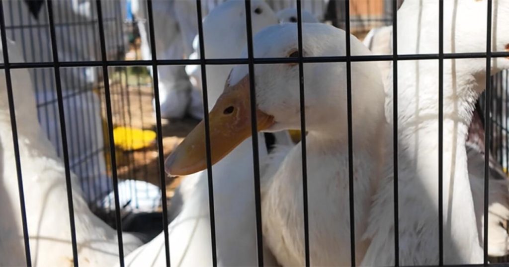 480 ducks find homes after emergency rescue operation in Riverside County