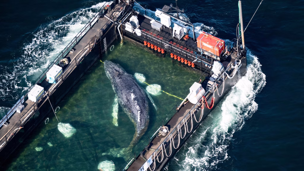 A barge carrying Timmy the humpback whale begins its journey to the North Sea