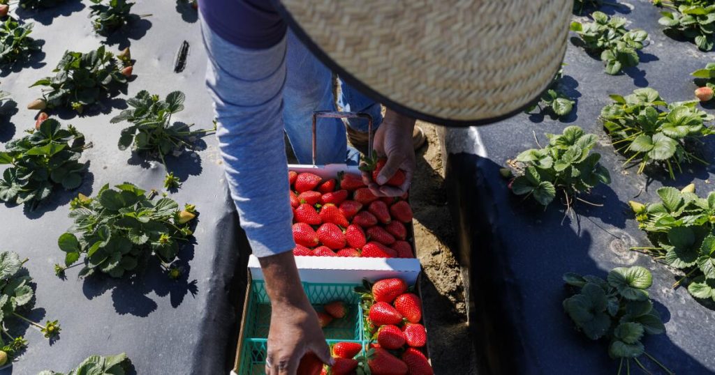 Contributor: ICE raids and immigrant pay cuts are devastating California economies