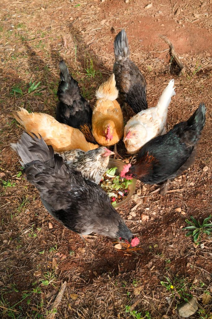 Days in the Life: 14 1/2 and 11 1/2 years