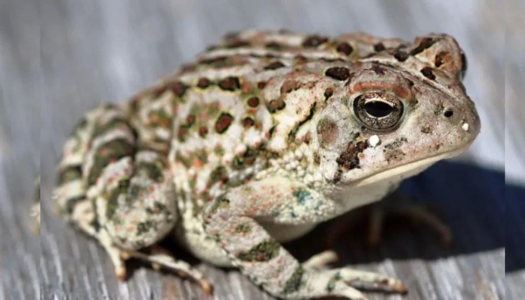 Death of thousands of toads in reservoirs has raised fears, is the species in danger?