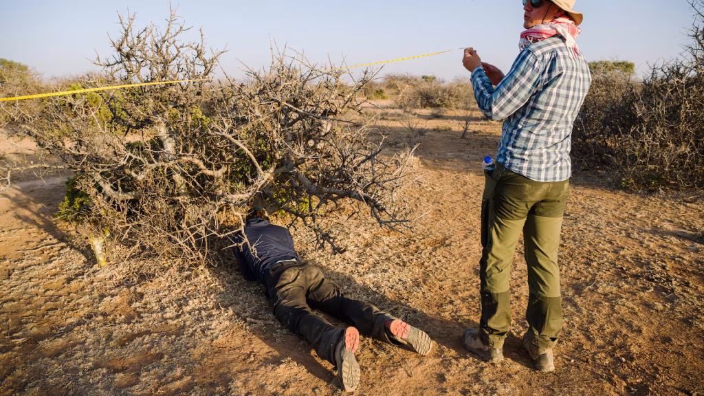 Drought threatens myrrh tree, a luxury perfume and the key to Africa's income