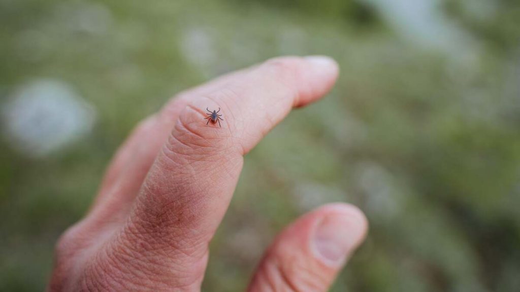 Five common mistakes people make when checking for ticks