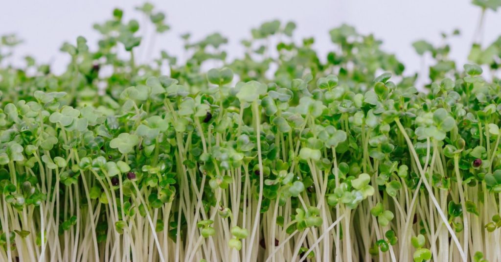 From Seed to Super: Growing Your Own Seedlings and Using Them in Food - CHOC