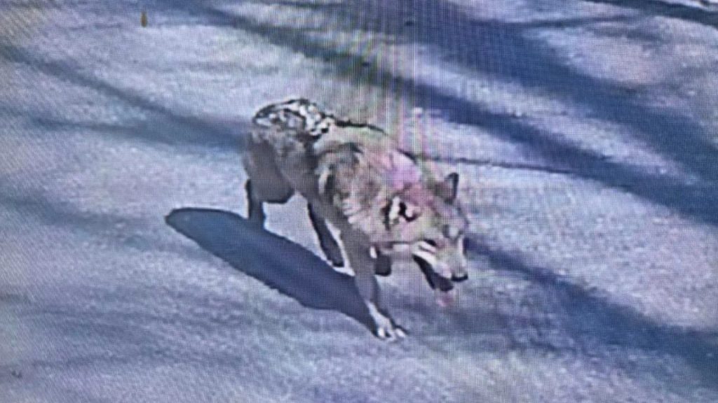 Fugitive wolf who spent a week on the run after escaping from zoo captured as big discovery of freedom inspired crypto coin