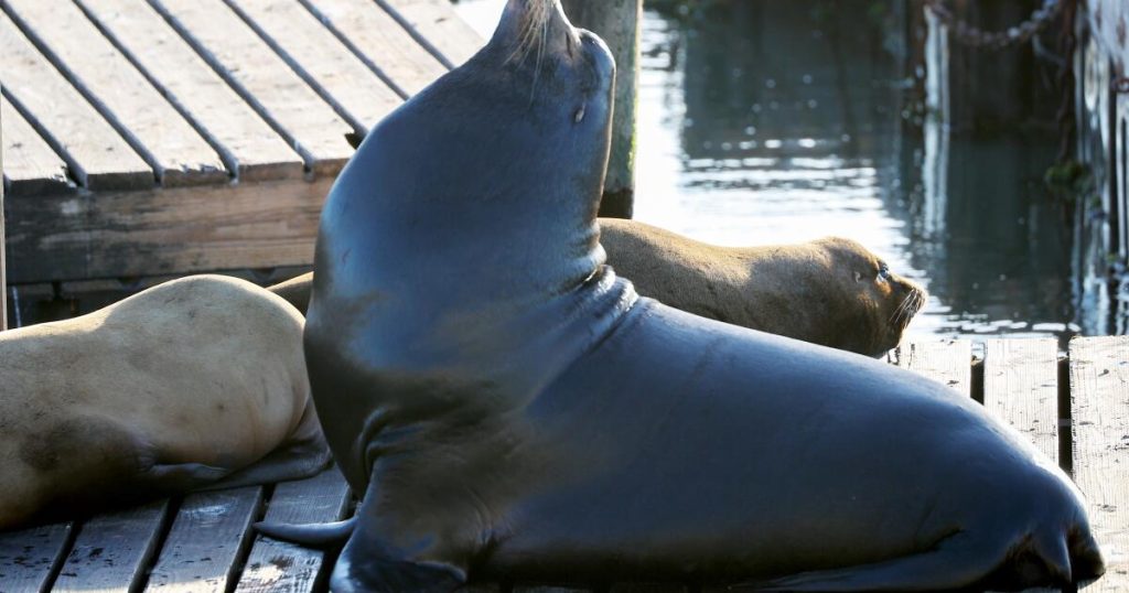 Giant sea lion 'Chonkers' is drawing crowds on San Francisco pier