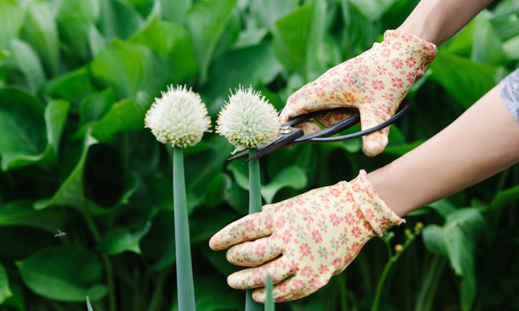 How to Pinch Flowers and Why You Should Save Your Cuttings