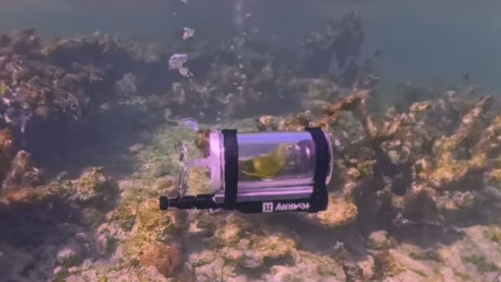 Meet Babe, the sea-exploring parrot who is exploring the ocean in his submarine