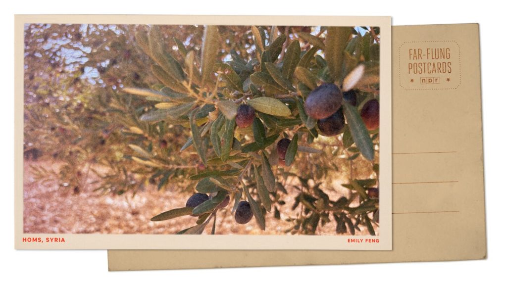 Olives growing in Homs, Syria: NPR