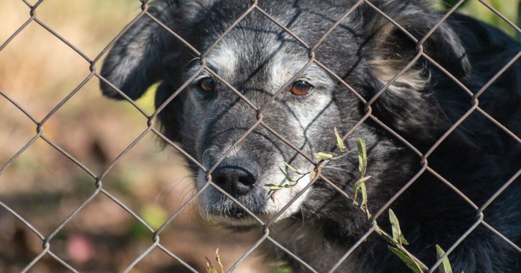 Poor dog is looking for a home after being returned to the kennel