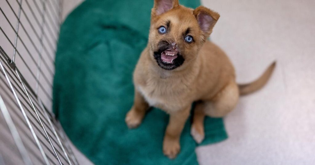 Puppy Peanut has lost most of his nose, his condition is improving at Pasadena Humane