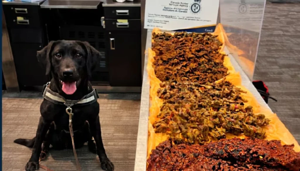 Sleuths at Toronto airport detect large stash of undeclared meat in passenger luggage Sleuths at Toronto airport detect large stash of undeclared meat in passenger luggage