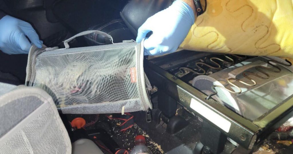 SoCal men sentenced for smuggling exotic birds across US border