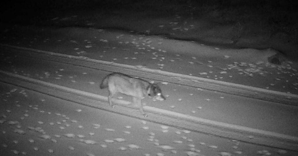 The wolf that made LA history lands in the Eastern Sierra, looking for a forever home