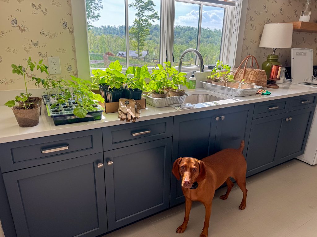 Things I've been enjoying lately - A healthy part of life