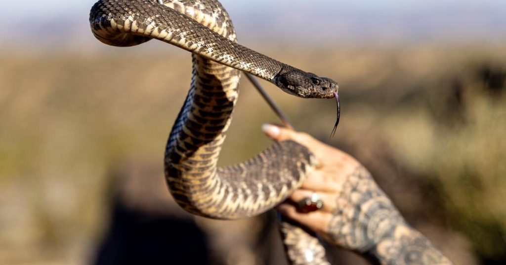 This is the sixth incident in Ventura County involving a rattlesnake bite on a Cal State campus since mid-March.