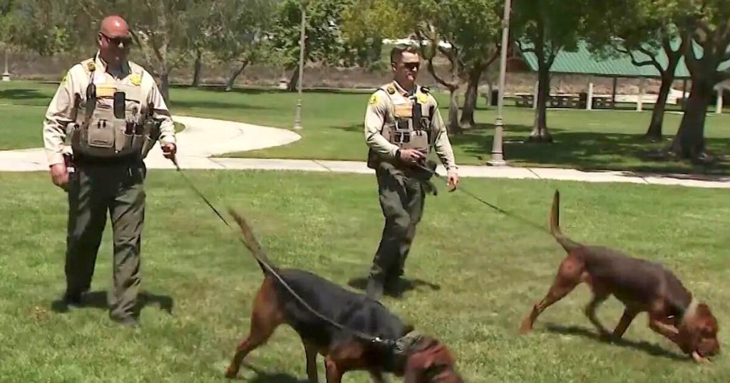 Two K-9s find woman who fell into a ravine in the San Bernardino Mountains