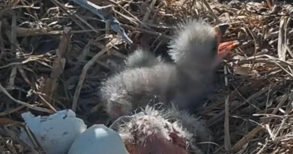 Two baby eaglets are born to Big Bear's Jackie and Shadow