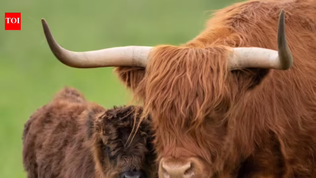 UK farmer plans to breed 'less photogenic' Highland cows to stop tourists and influencers filming him World News