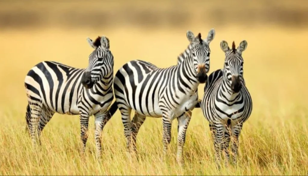 UNESCO sites support one-tenth of global population, GDP, report claims