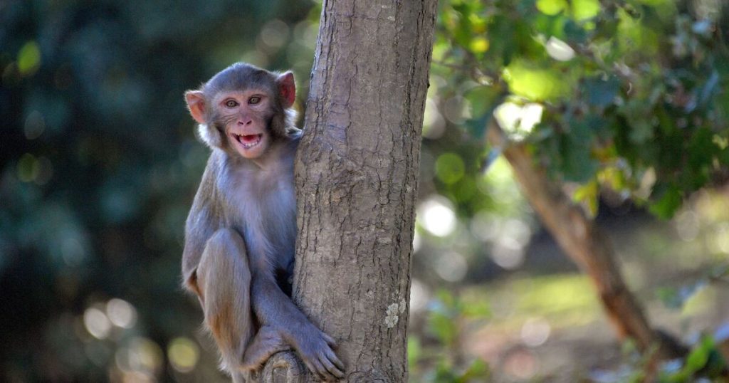 US Navy sailor heading towards the Strait of Hormuz evacuated after monkey attack. world | news