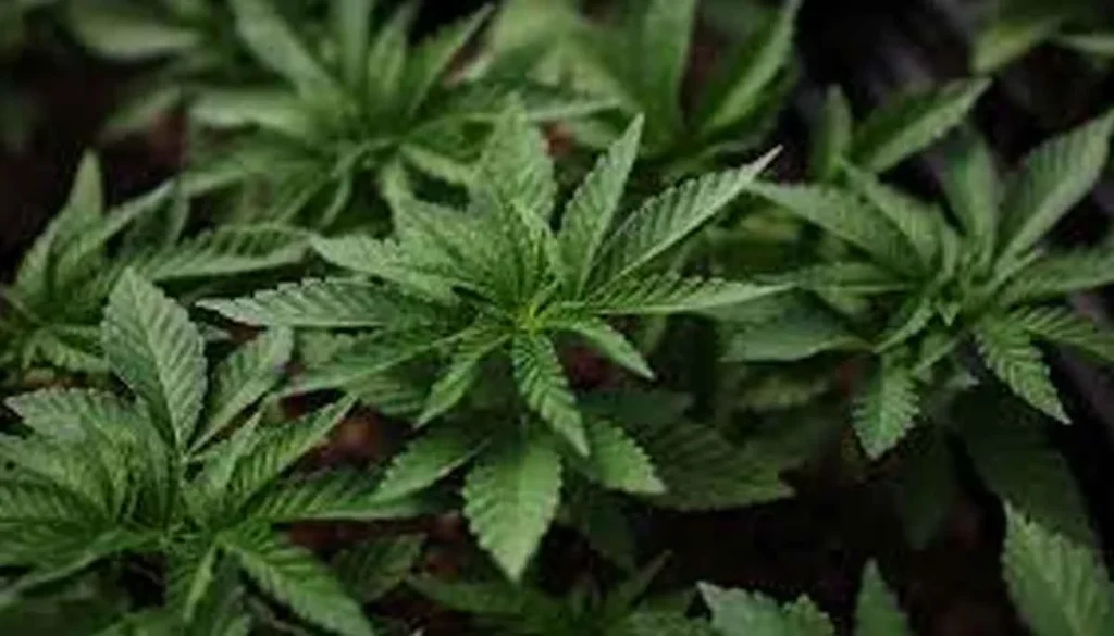 US to reclassify weed as a less dangerous drug