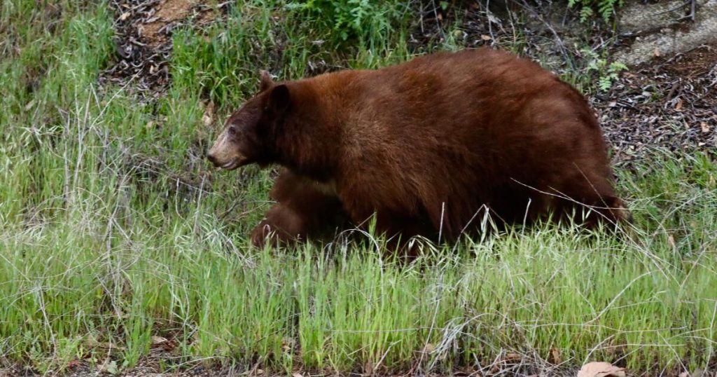 Video shows black bear attacking a hiker on Mount Wilson