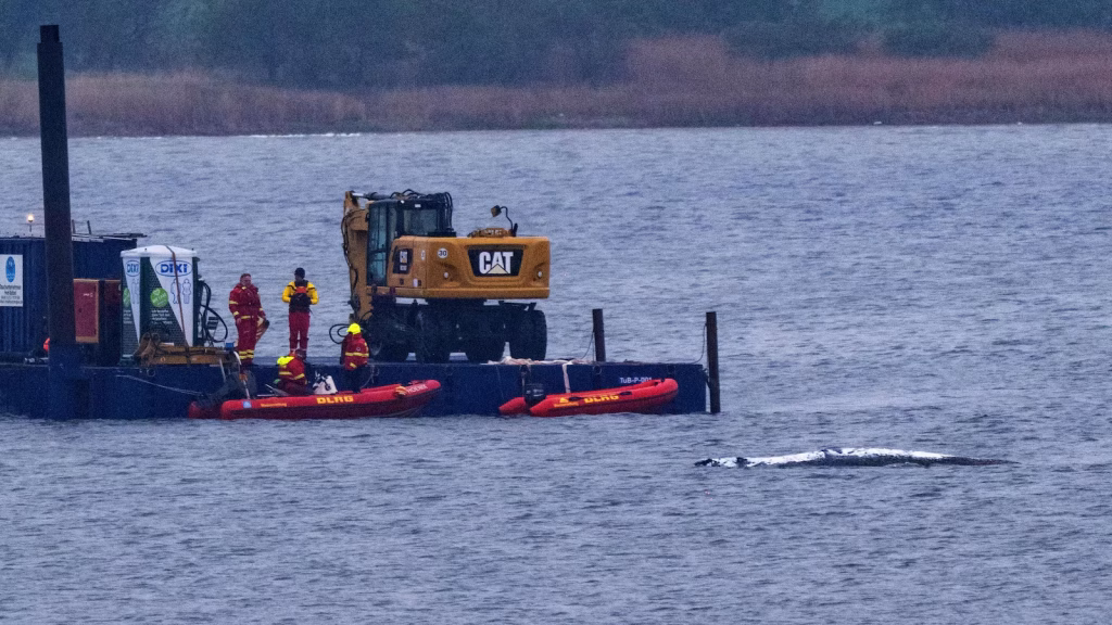 What to know about Timmy the humpback whale who is sick and stranded in the Baltic Sea