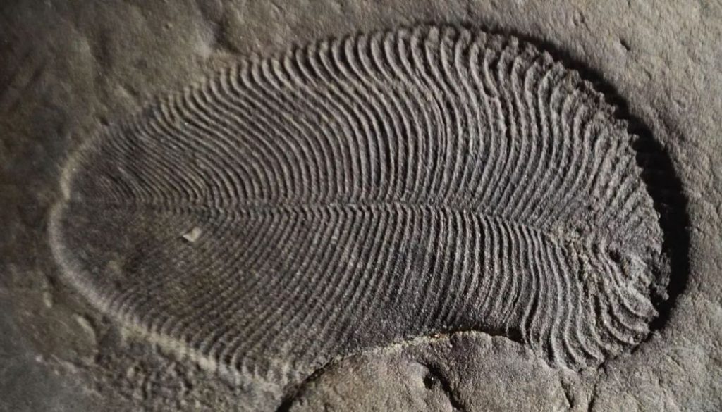 Where were the first animals? Scientists discovered rare fossil