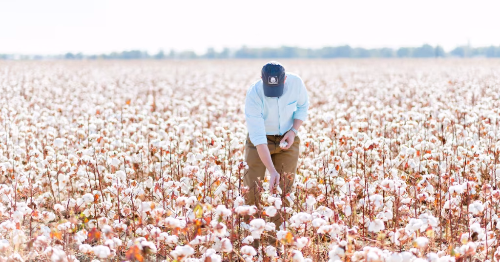 Why Cotton Incorporated is betting on the comeback of natural fibers Why Cotton Incorporated is betting on the comeback of natural fibers