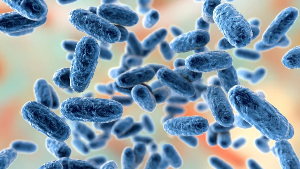 Why Japan sees a big increase in pertussis in 2025, while other countries peaked earlier