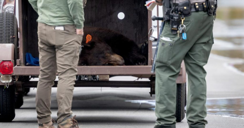 275-pound bear rampages through Hansen Dam, escapes rangers but crashes into wall